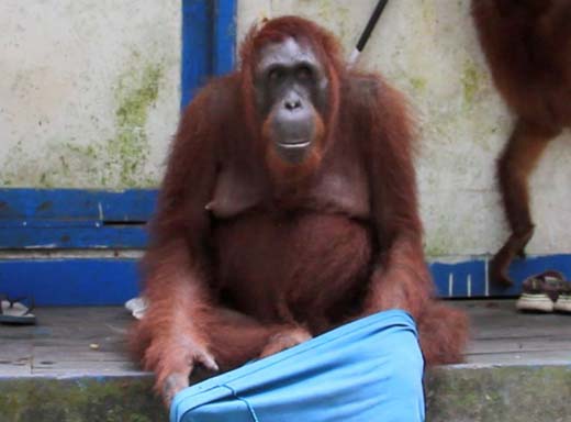monkey 1